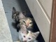 Chaton disponible à adopter 