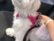 Bébé chiot bichon maltais a donner 