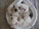 Chaton a donner contre bon soin 
