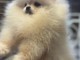 chiot spitz nain à donner mâle 