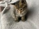 Bébé chaton à donner 