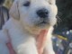 chiots golden retriever mâle a donner 