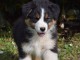 chiots berger australien mâle a donner 