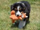 Je donne chiot berger australien 
