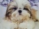 chiot Shih Tzu à donner 