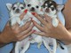Adopter chiot chihuahua disponible 