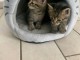 Chaton disponible à adopter 