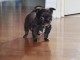 chiot chihuahua femelle a donner 