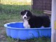 chiot berger australien mâle a donner 