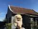 Chiots Spitz Nain (Pomeranian)