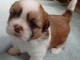 chiots Shih Tzu à donner 