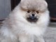 chiots spitz nain disponible 