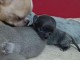chien chihuahua femelle a donner 