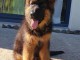 Je donne chiot berger allemand 