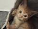 Chaton disponible à adopter 