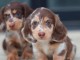 chiot teckel nain à donner urgent 
