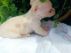 chiots chihuahua femelle a donner 
