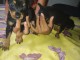 chiots pinscher nain disponible à adopter 
