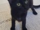 Je donne chaton disponible 