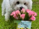 chiot bichon maltais à adopter 