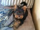 Je donne chiot York toy mâle 