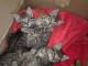 Adoption chatons disponible 