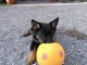 Je donne chiot berger allemand 