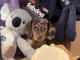 Chiot Teckel alerquin a donner 