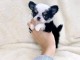 chiots chihuahua femelle a donner 