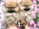 Chiots spitz nain disponible 