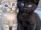 Je donne chaton disponible 