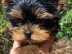 Chiots York disponible 