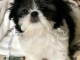 Chiots Shih Tzu à donner 