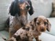 chiots Teckel à donner 