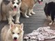 Chiots husky sibérien à donner 