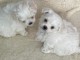 chiot bichon maltais mâle a donner 