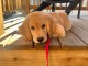 chiots golden retriever mâle a donner 