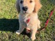 Chiots golden retriever mâle a donner 