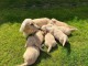 chiot Teckel a donner 