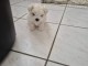 chiots bichon maltais a donner 