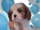 Bébé chiot cavalier king charle femelle a donner 