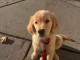 je donne chiot golden retriever mâle 