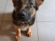 chiots berger allemand disponible pour adoption 