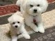 Chiots bichon frisé a donner 