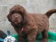 Chiots Terre neuve à donner 