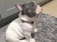 chiots bouledogue français femelle a donner 
