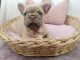 je donne chiot bouledogue français 