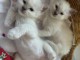 bébé chaton sacré brimanie a donner 