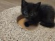 adoption chatons disponible 