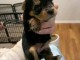 chiots York disponible pour adoption 